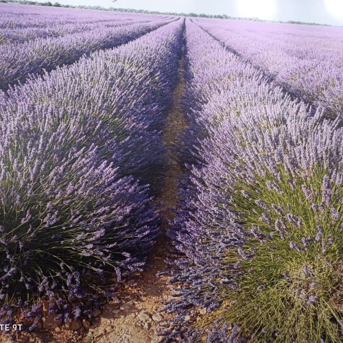 2-lavanda